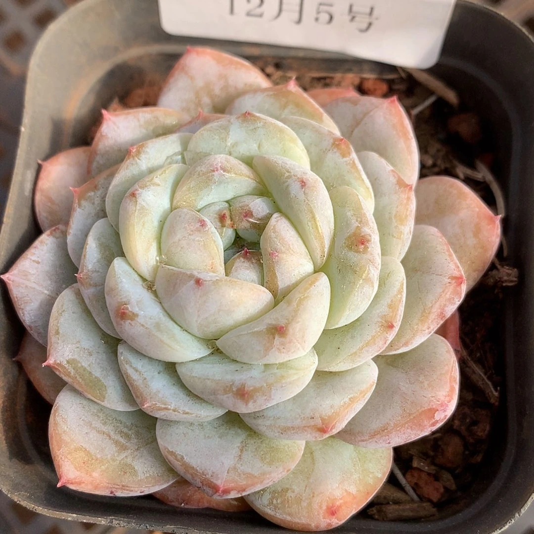 【闪购商品】云1003号