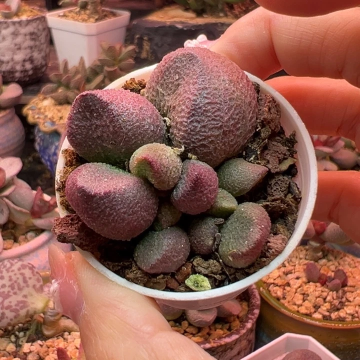 水蜜桃。