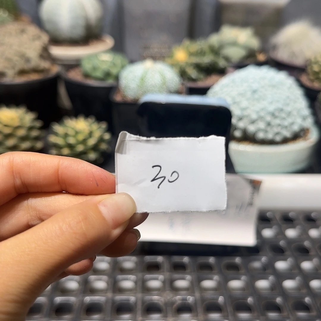 佩***仙实生仙人球特价一颗