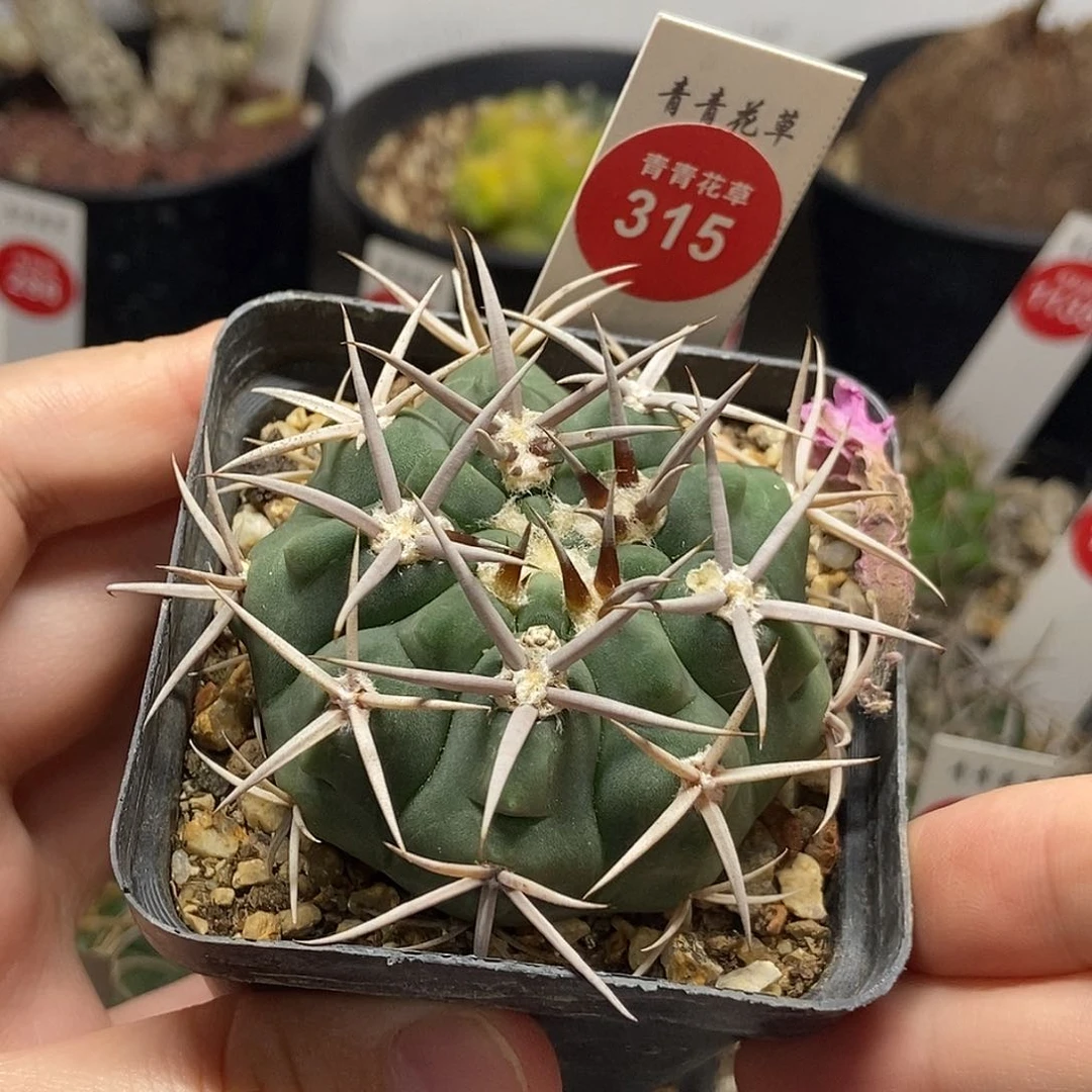 实生五十零五豪刺碧岩玉5.6cm