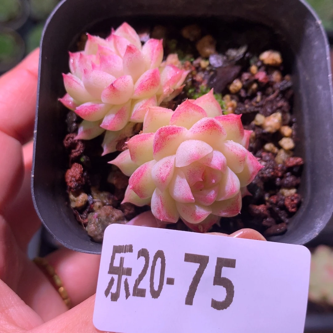乐然20-75 女王玫瑰