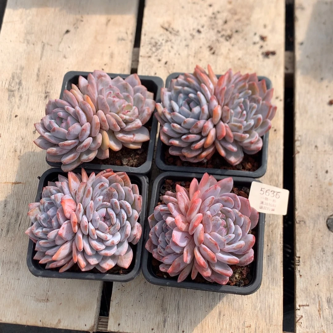 双头溏心橙子 四颗 5636