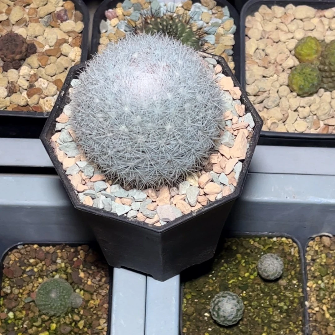 满月实生带盆发货