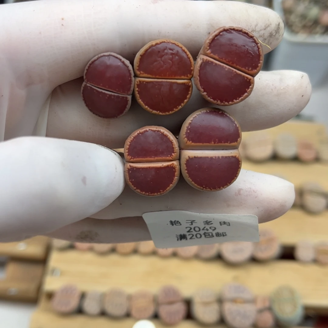 2049号一首特选ok