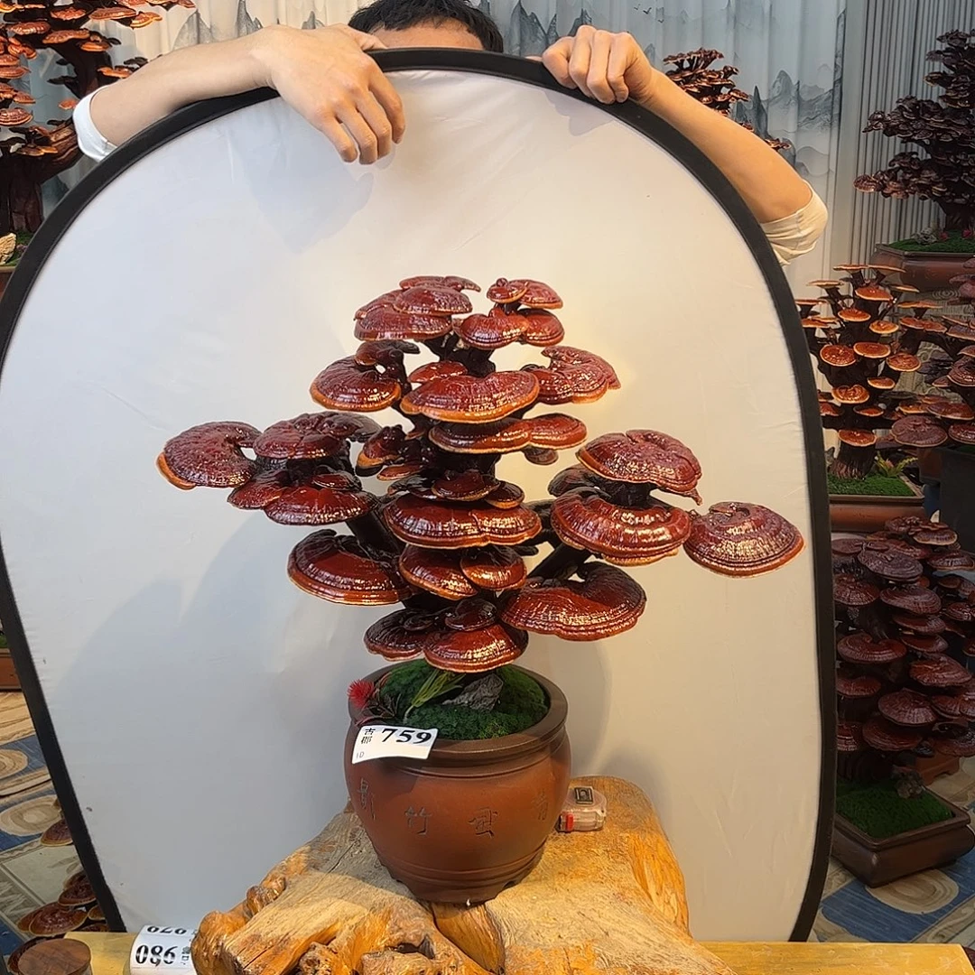 无花朵5888888888888