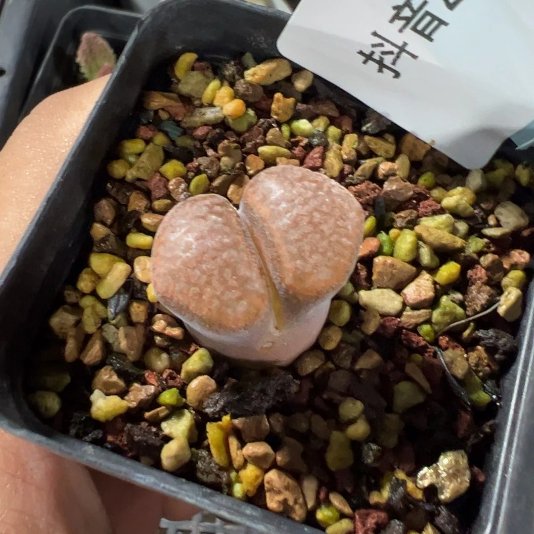 23-85肉锥多肉植物