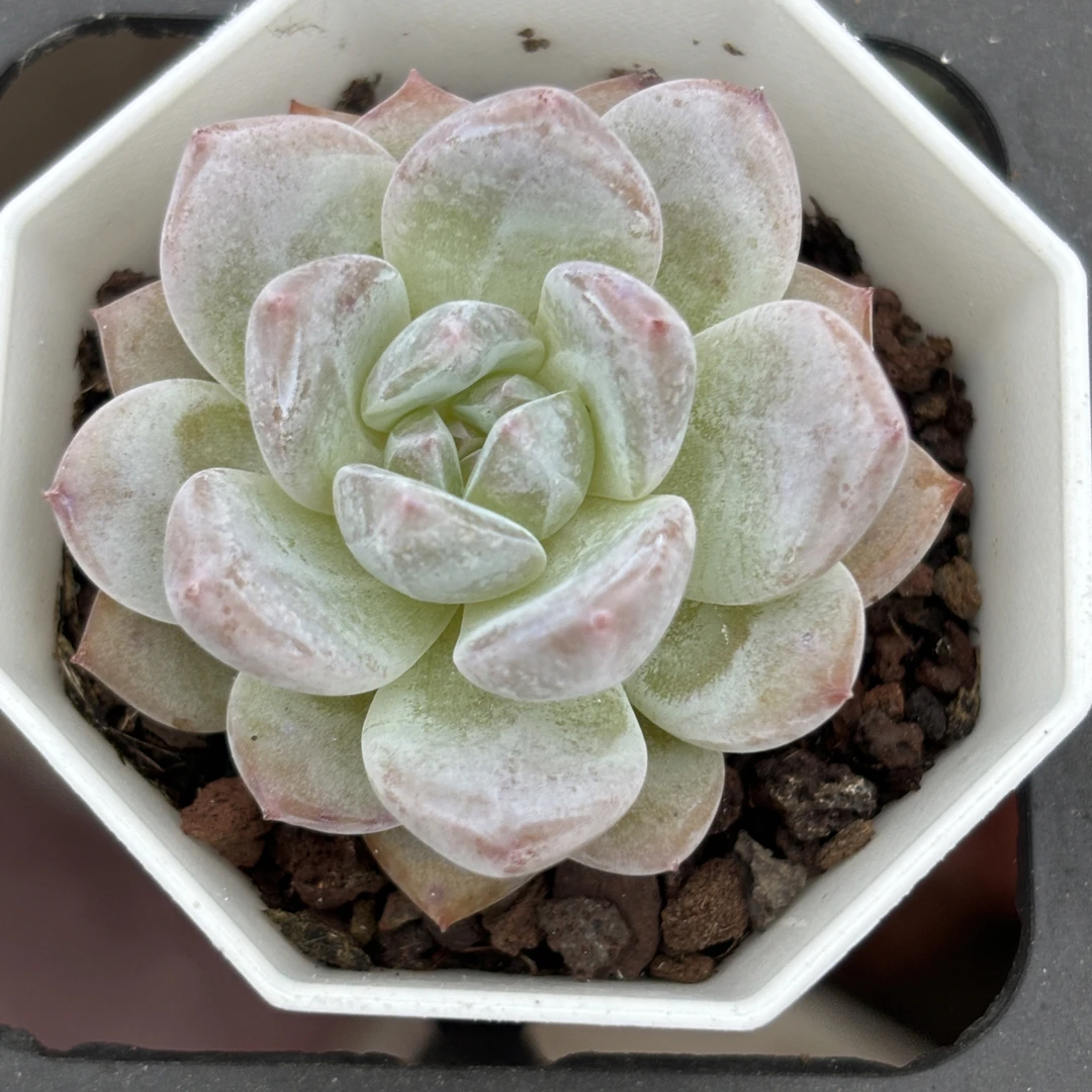 精品冰魄多肉植物满9.9包邮