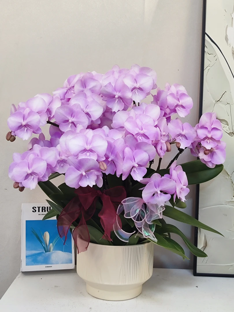 蝴蝶兰 【爱丽丝】真花 秋冬耐寒花卉 四季开花 多样性发货