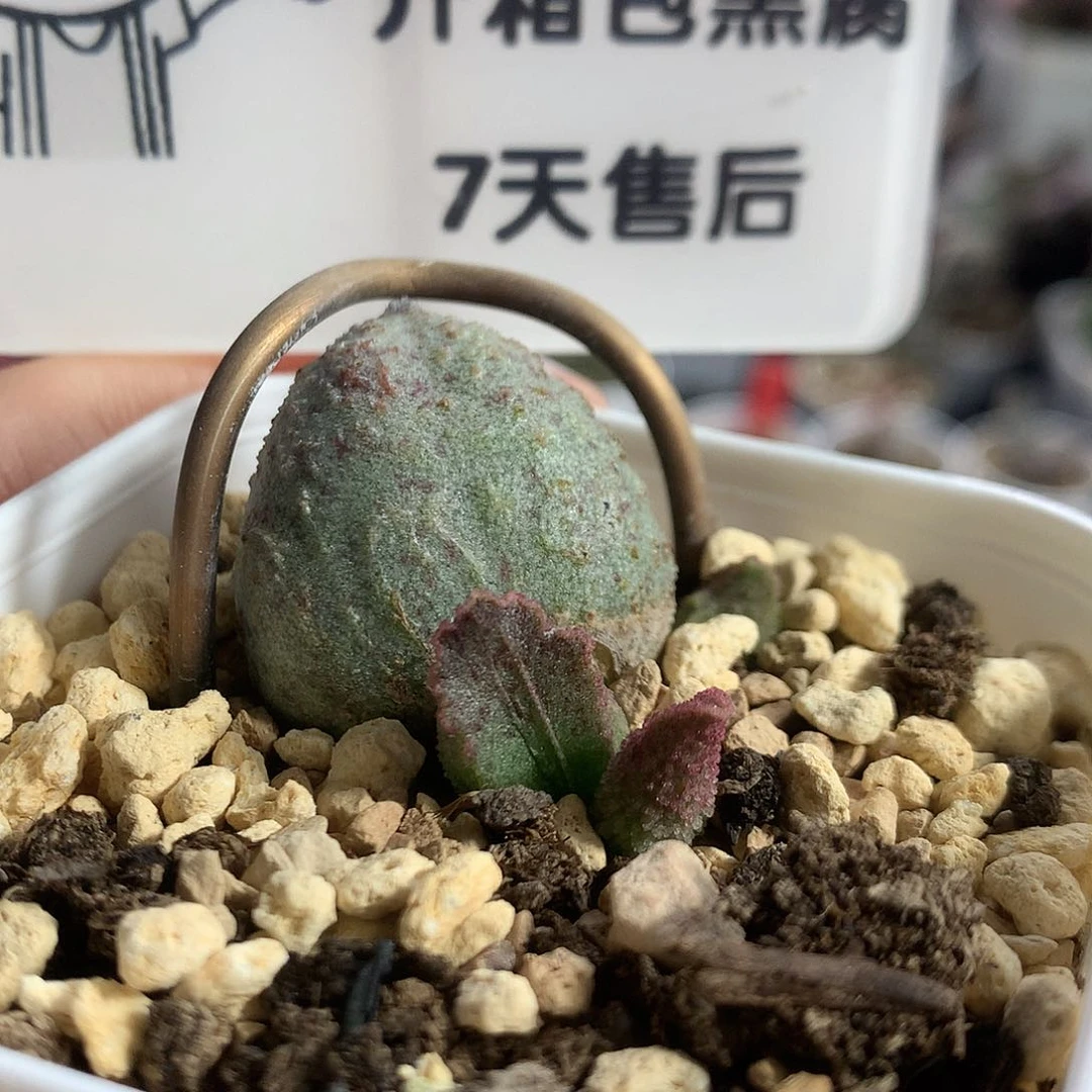【绿冰晶翡翠】多肉水泡