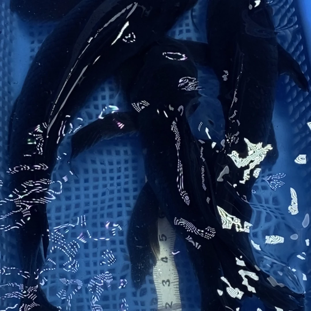 锦鲤冷水锦鲤包邮