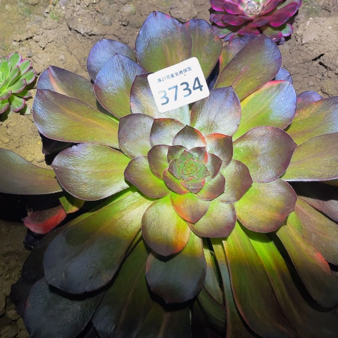 3734巫毒七彩多肉植物