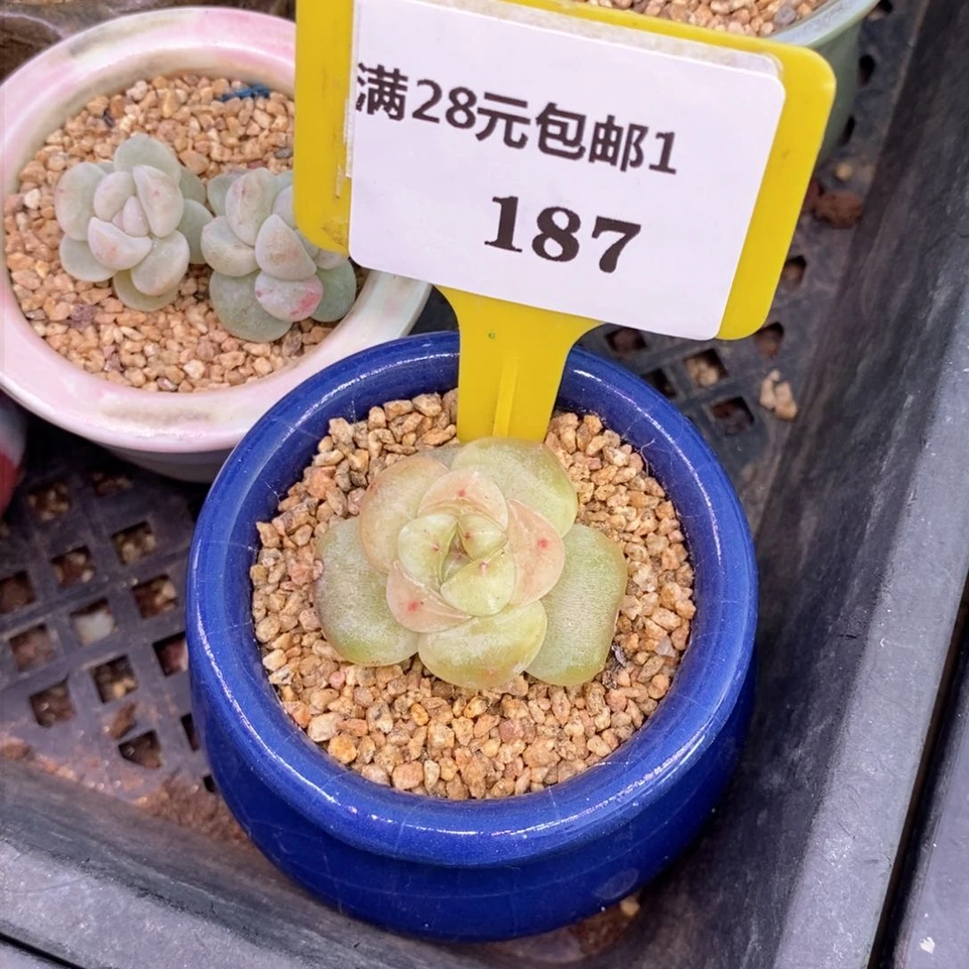 养****?1187半甜珍妮多肉植物