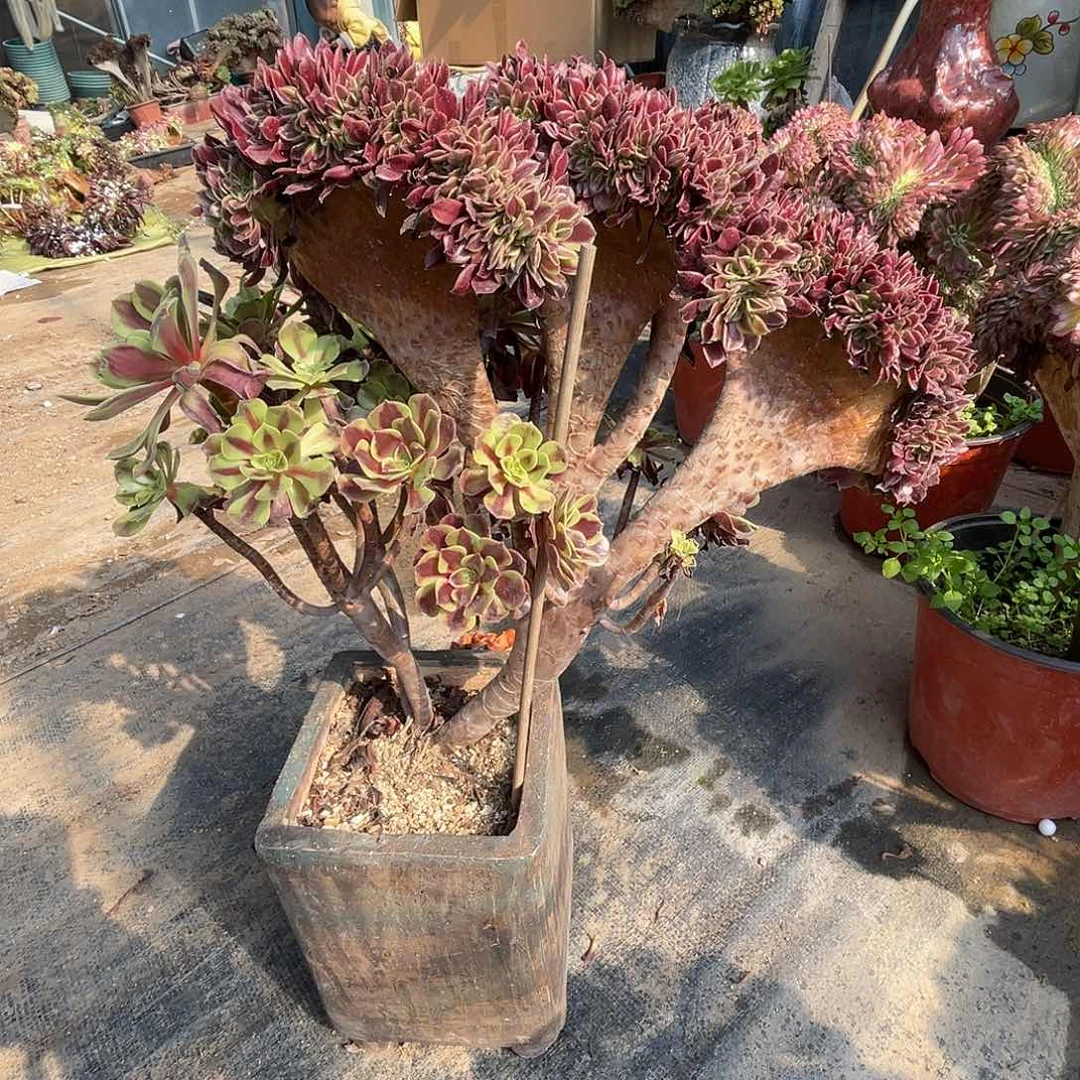 【闪购商品】全部花朵欧嘉莉老桩