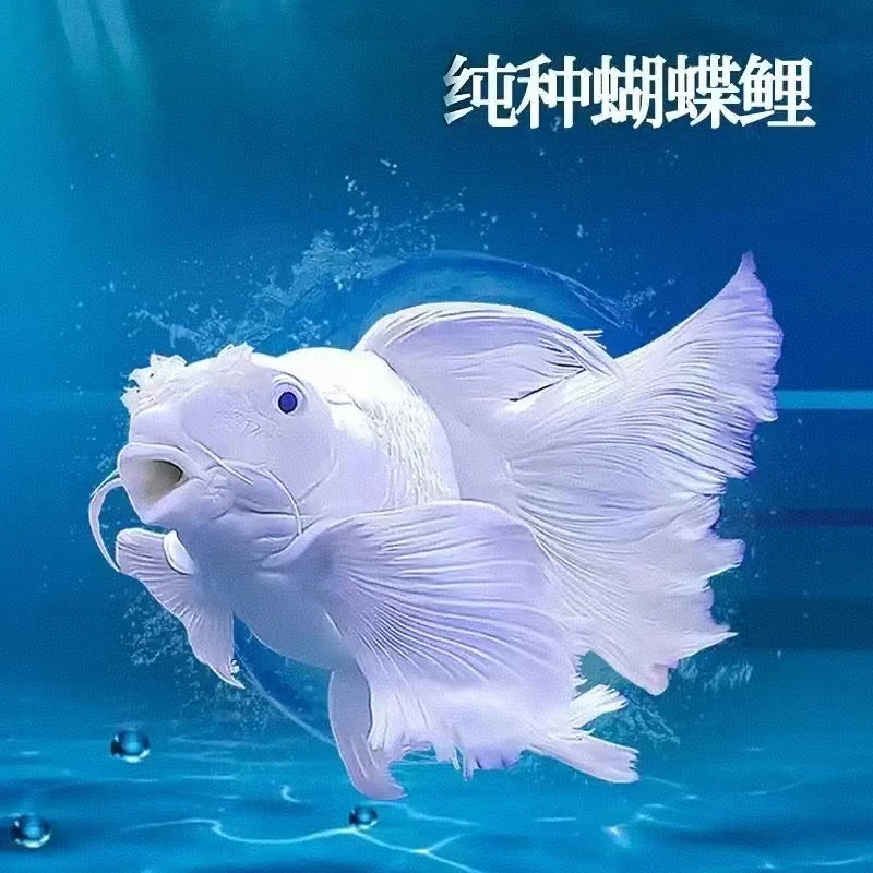 精品蝴蝶鲤 可改价链接