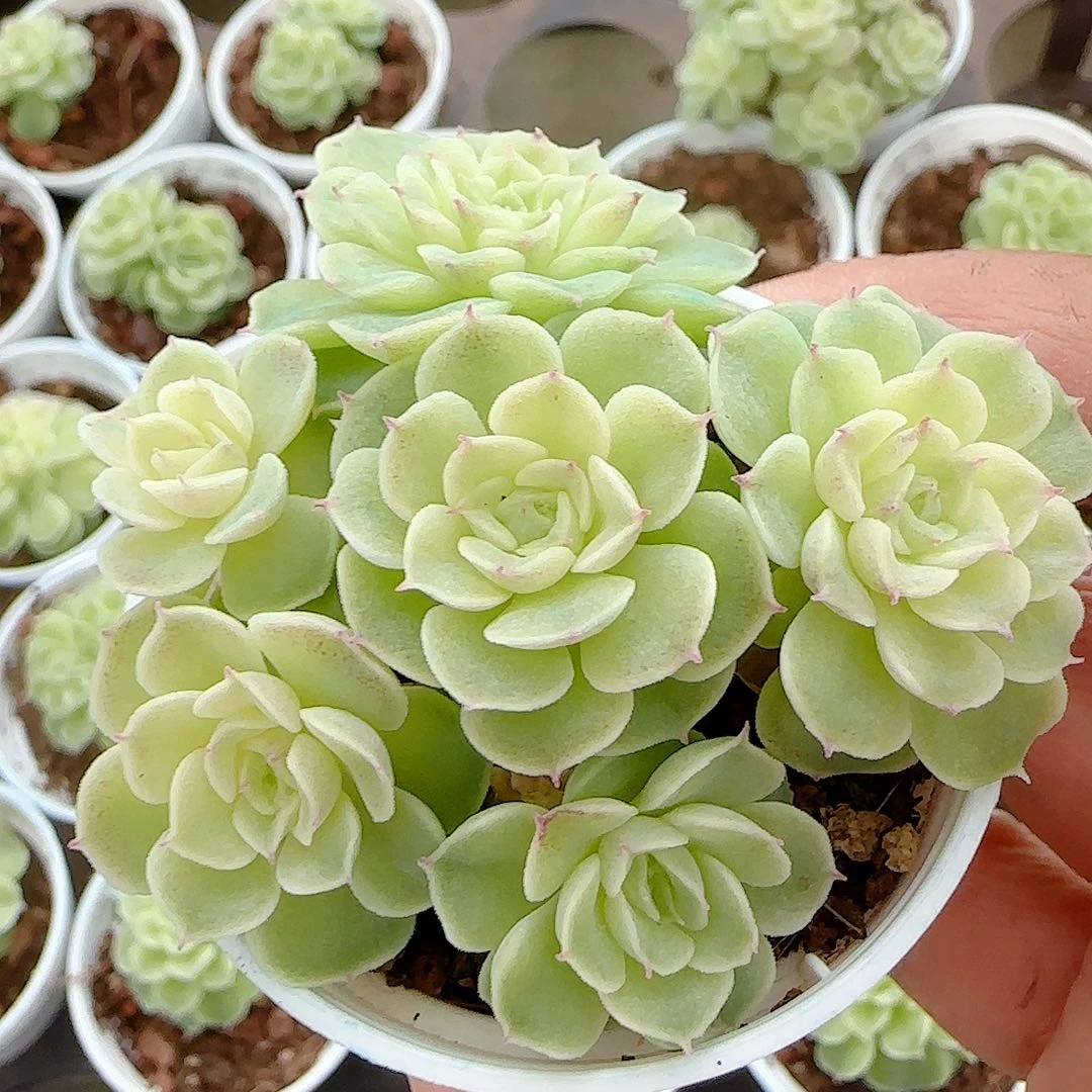 1121-123（fm-57）优选