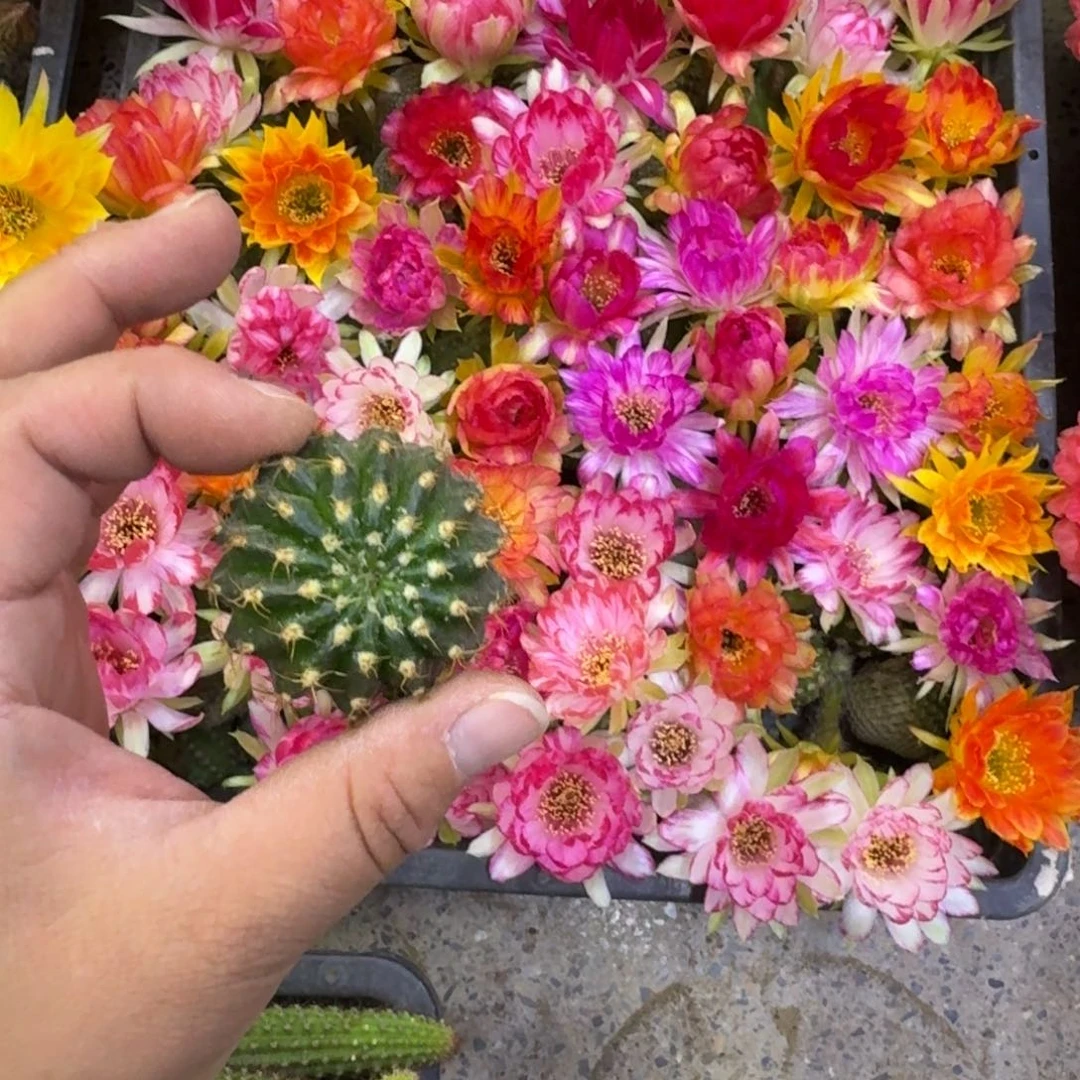 300新品荷花歪无根侧牙3公分左右，20包邮