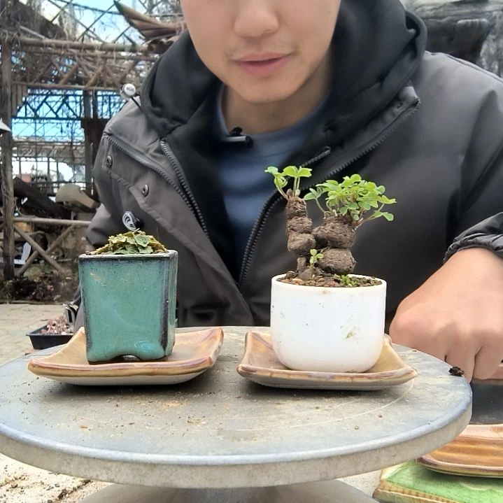 肖*波小盆景小植物一物一拍220