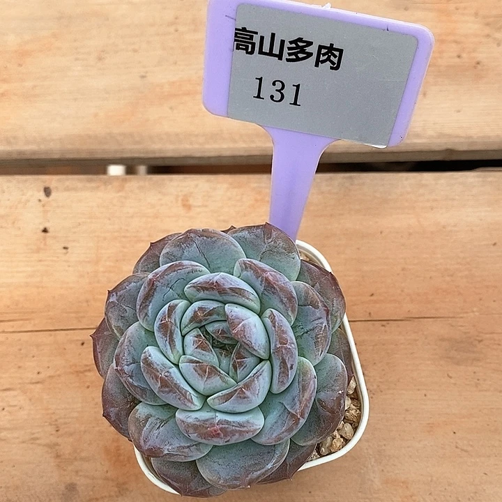 D131- 直播福利 琥珀天使