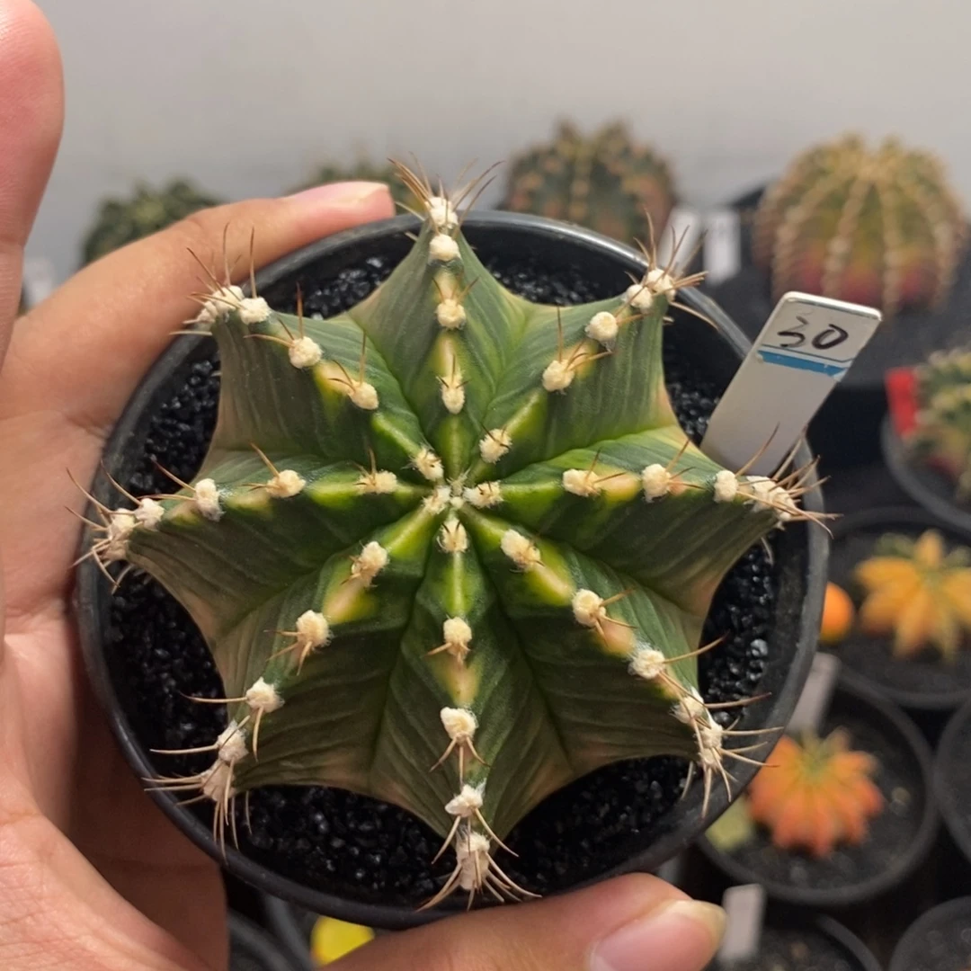 泰系全品米哈—带盆土发货19