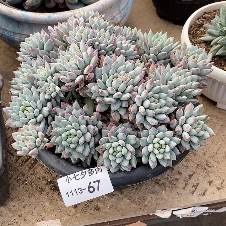 小七夕多肉明珠美人67