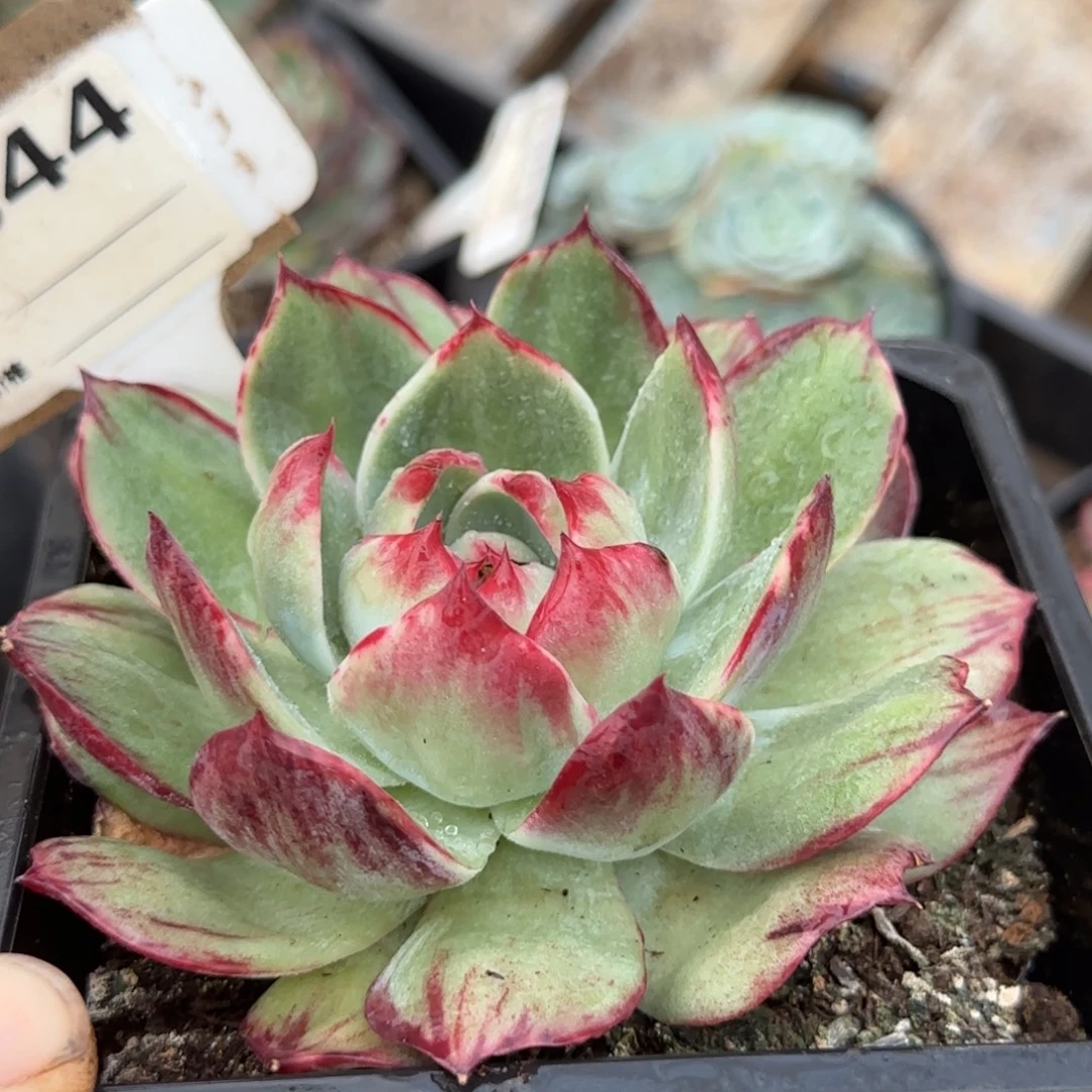 惊鸿一物一拍包装收缩花旱獭844