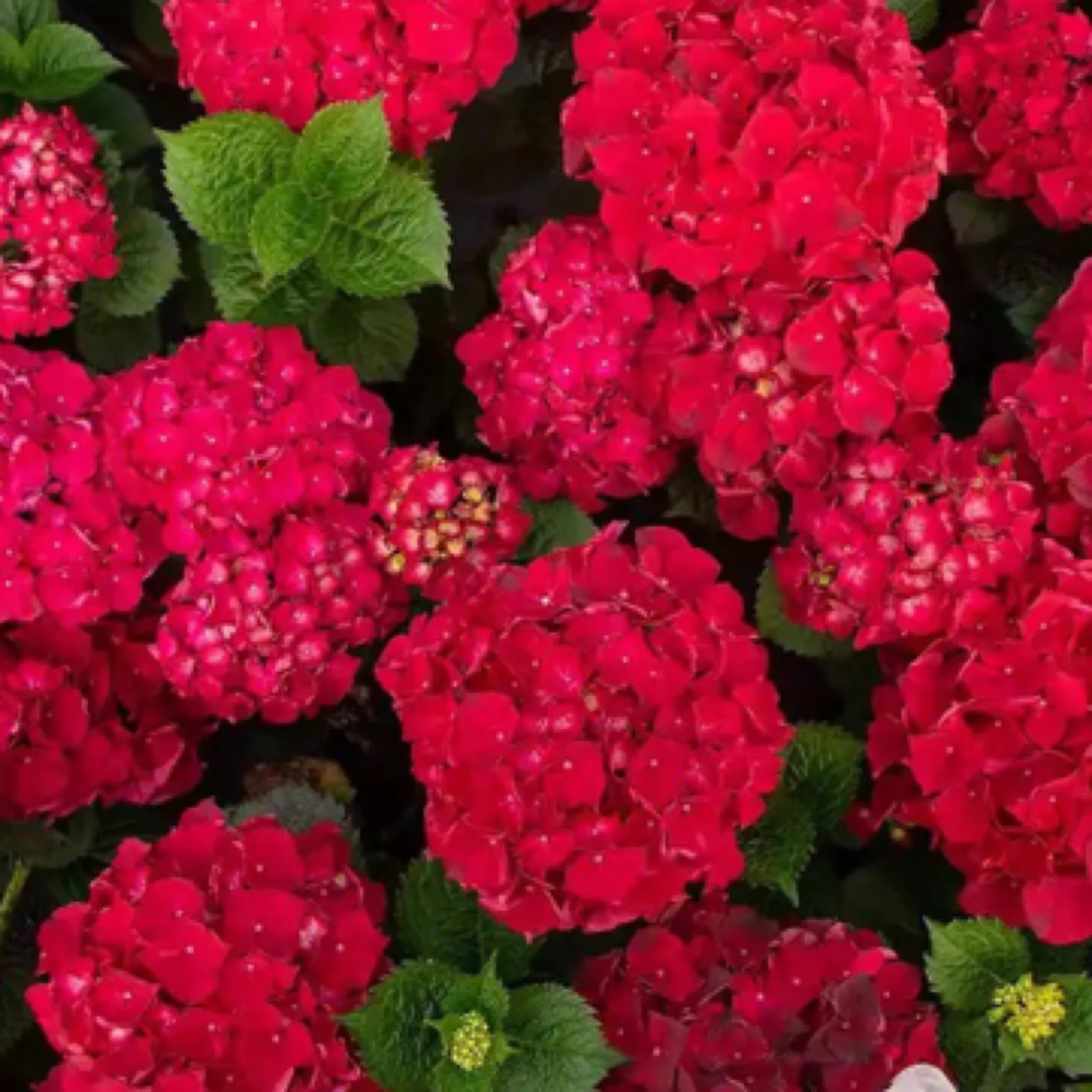 [红美人】绣球花带花盆栽室内庭院生花苞发货大花头起大