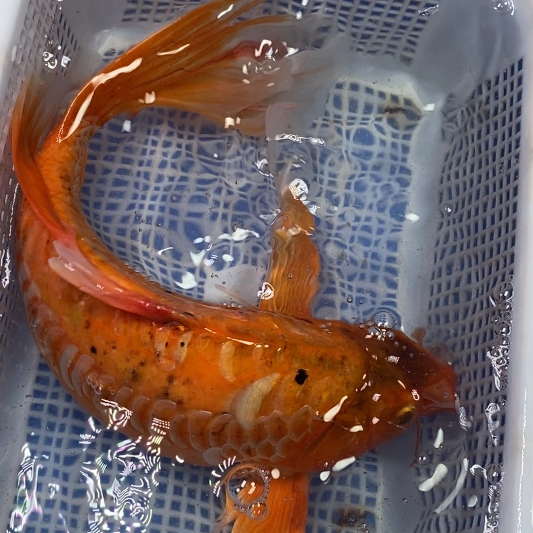 锦鲤冷水锦鲤包邮