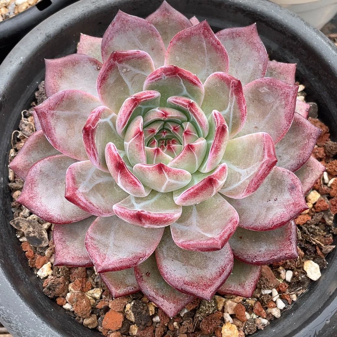 多肉植物一物一拍