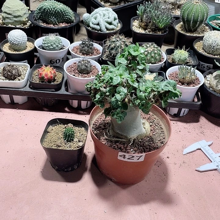 原427哥斯拉卷叶沙玫➕小海胆