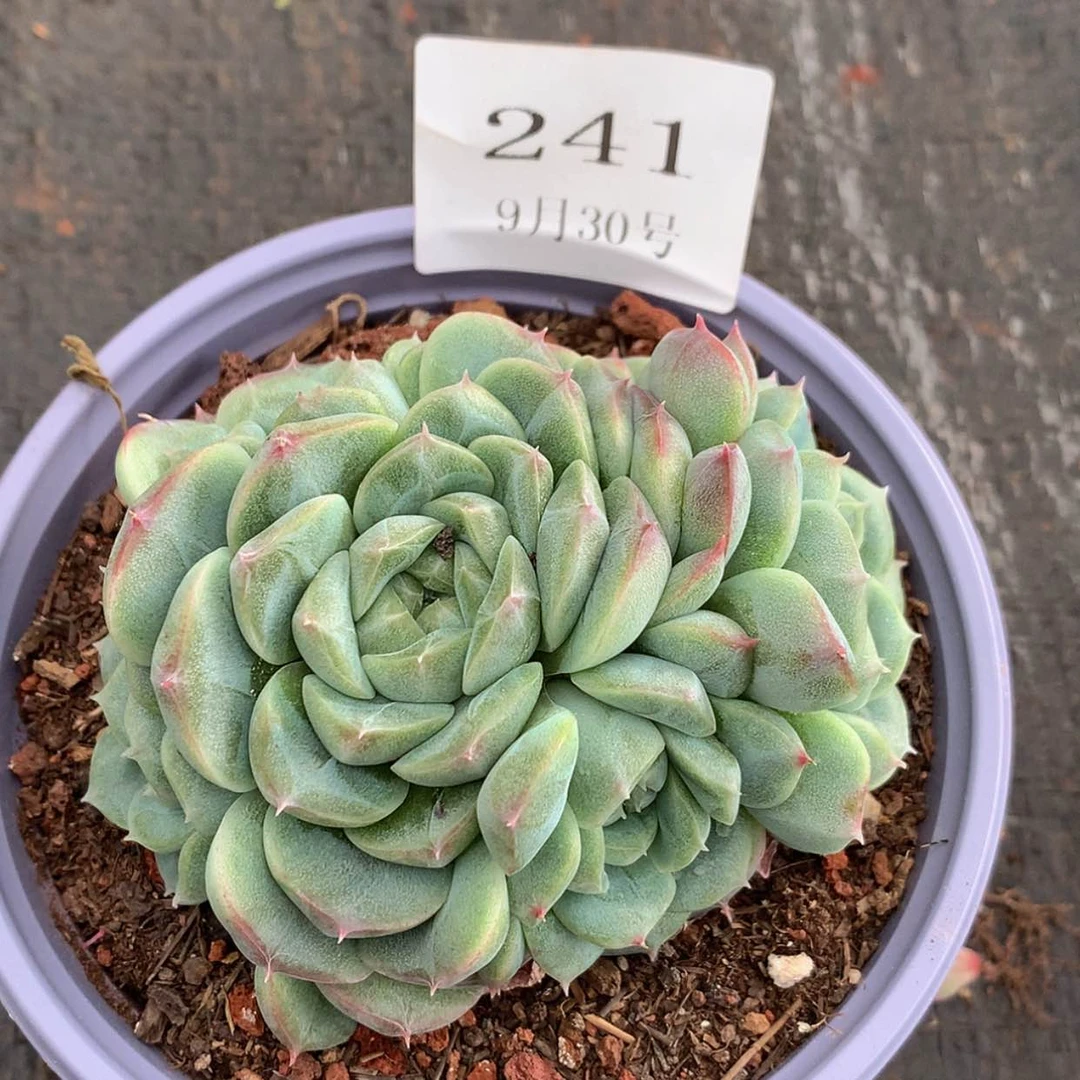 【闪购商品】云241号
