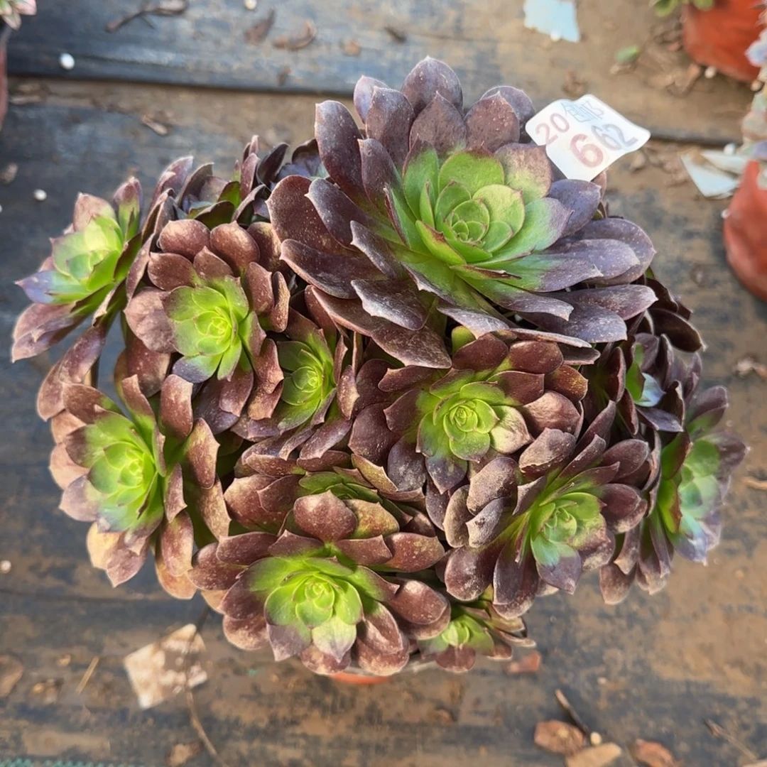 赤焰莲662满20包邮断枝不包