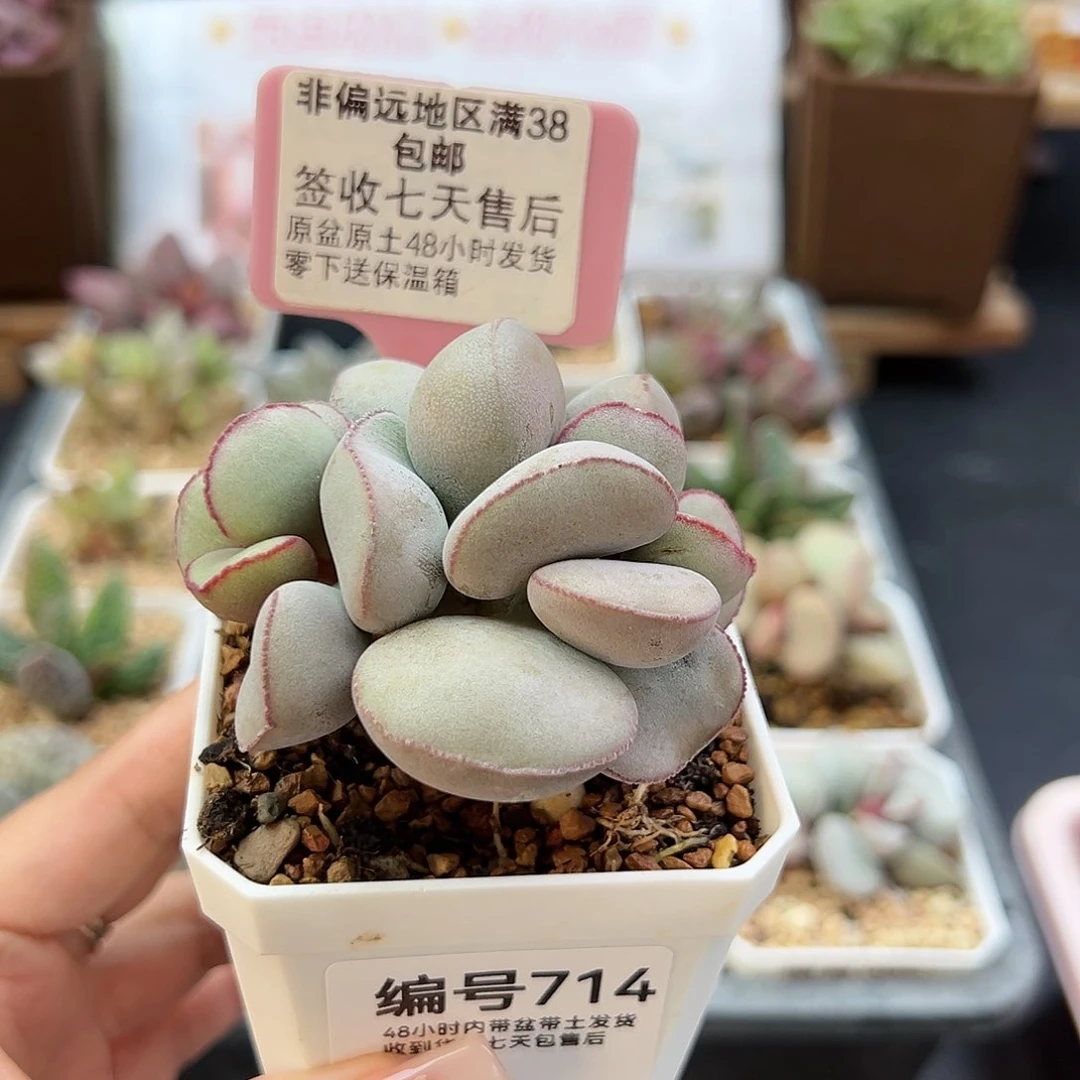 714白肌红蛋多肉植物