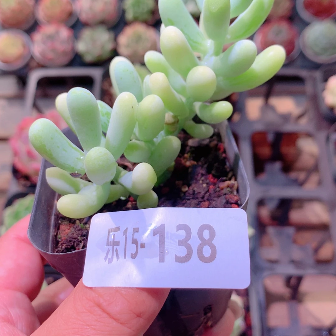 乐然15-138 香蕉美人