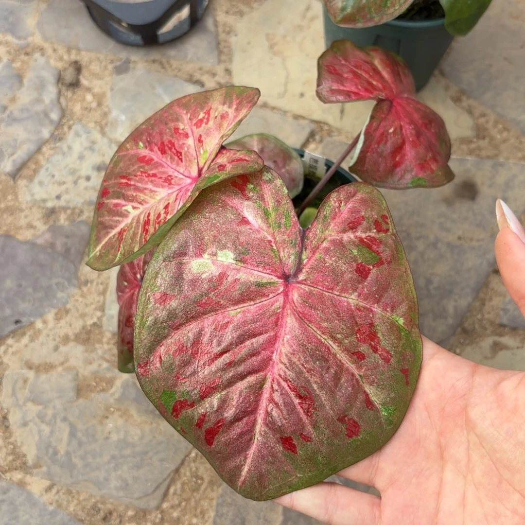 芭提雅泰国彩叶芋86-1022