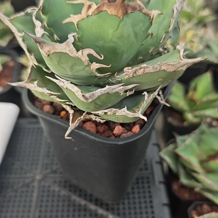 金刚狼仁王冠龙舌兰