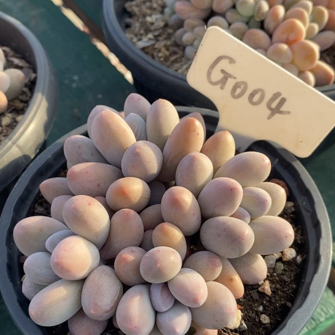 小*?004号多肉自然群汤圆，