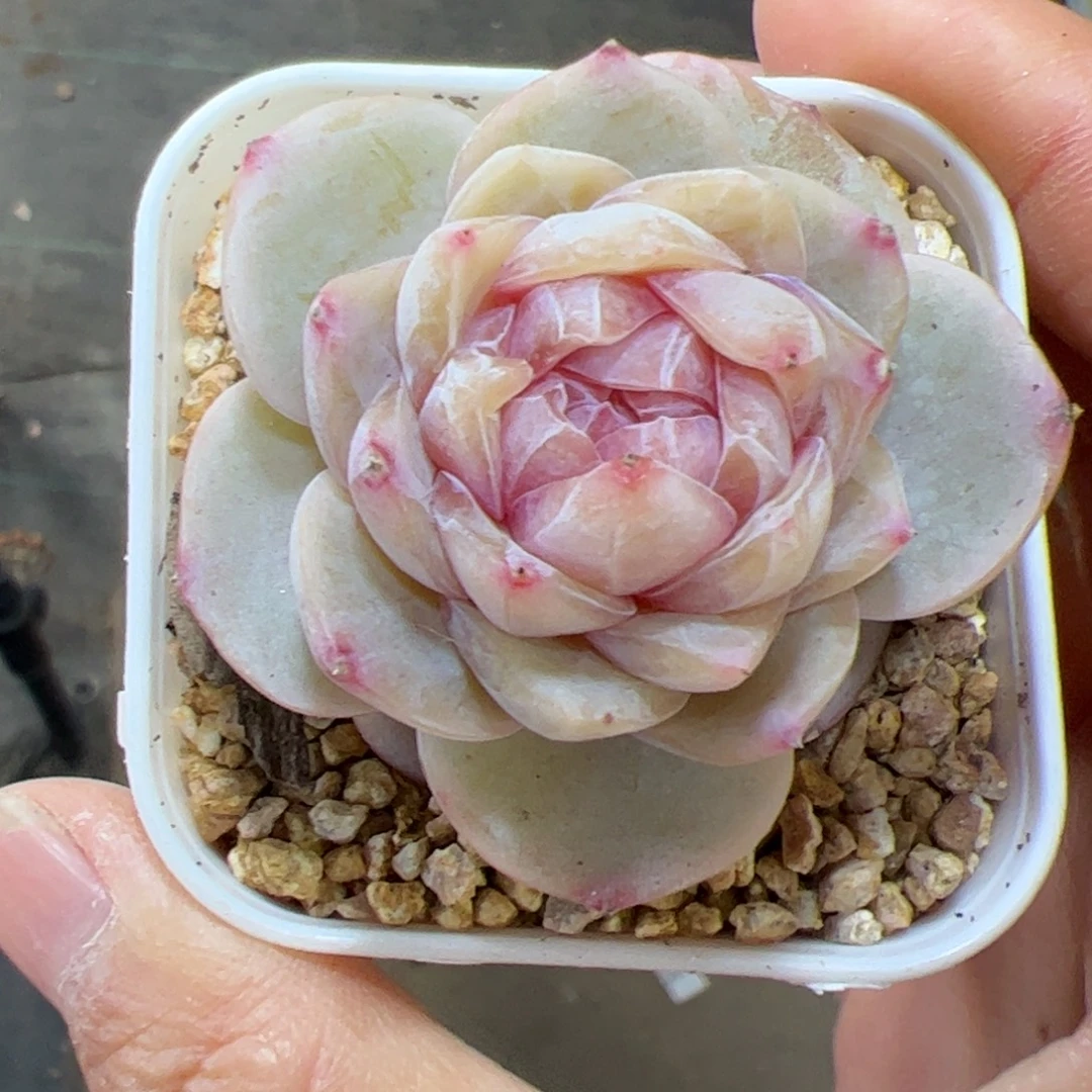 385 满38包邮一物一拍