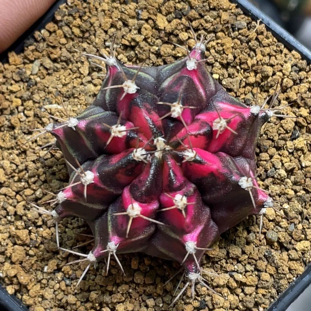 当前无花朵，栽培后可花朵紫粉虎斑锦