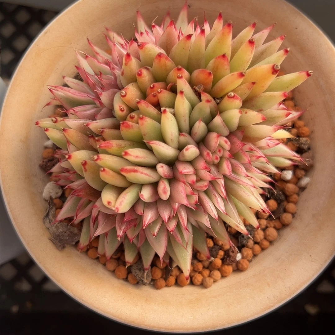 乌木锦缀多肉植物