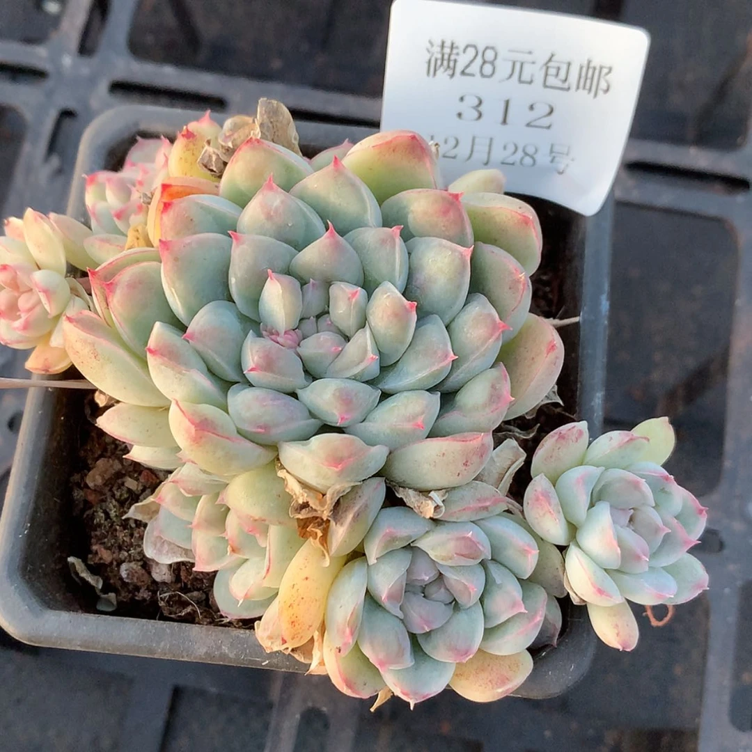 【闪购商品】云312号兔兔利