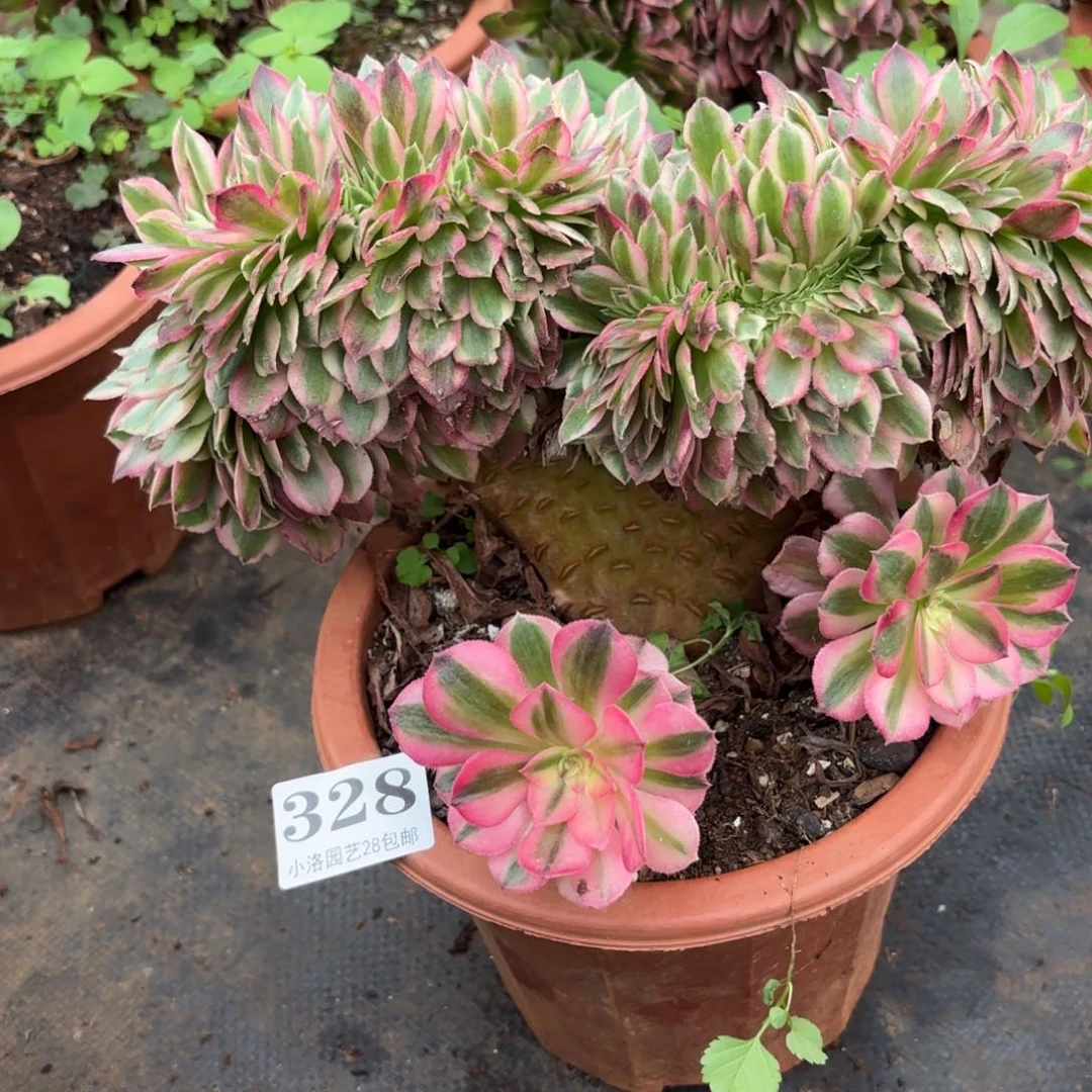 328号荔枝缀化多肉植物