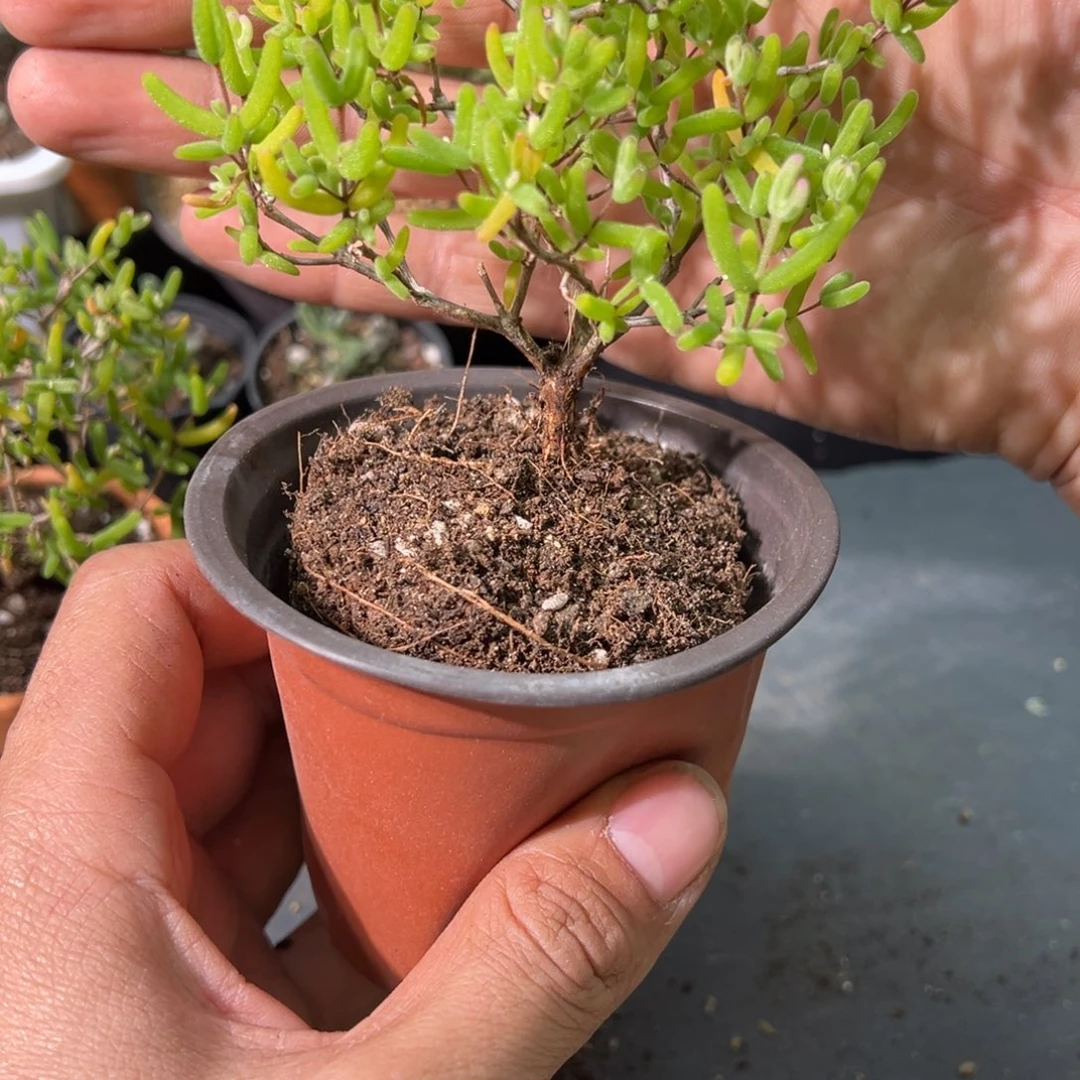 彩虹卷锦90杯老桩福利