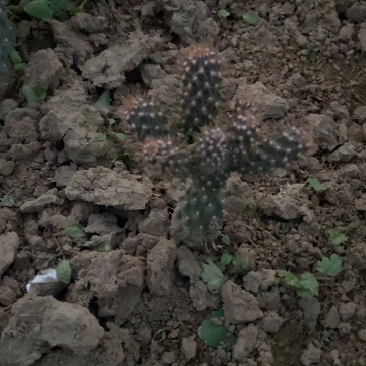 拳骨缀化一棵小苗