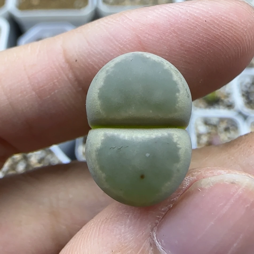 723 清框福利30包邮