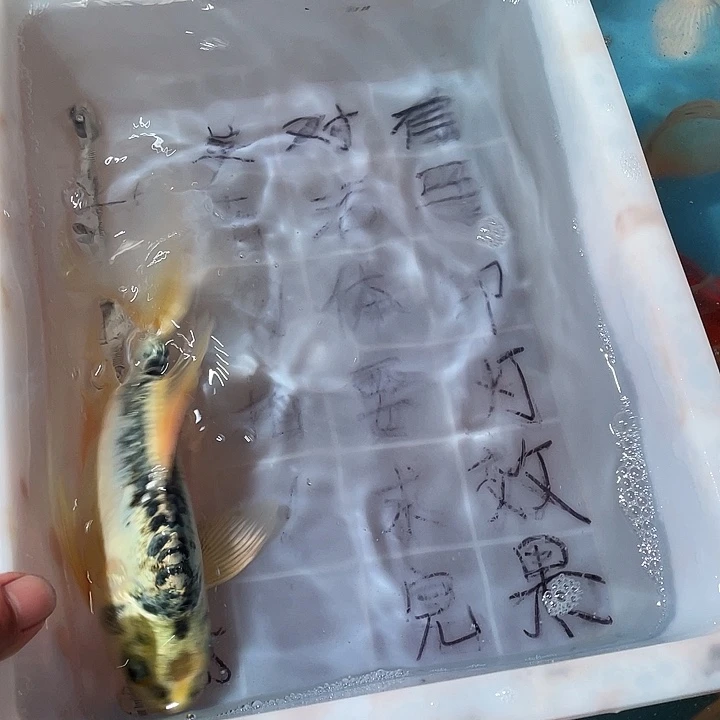 蝴蝶鲤鱼渔场直发13
