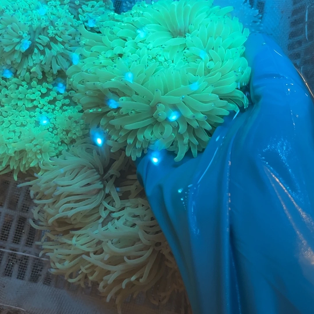 财***儿纽扣珊瑚紫点白葵1。