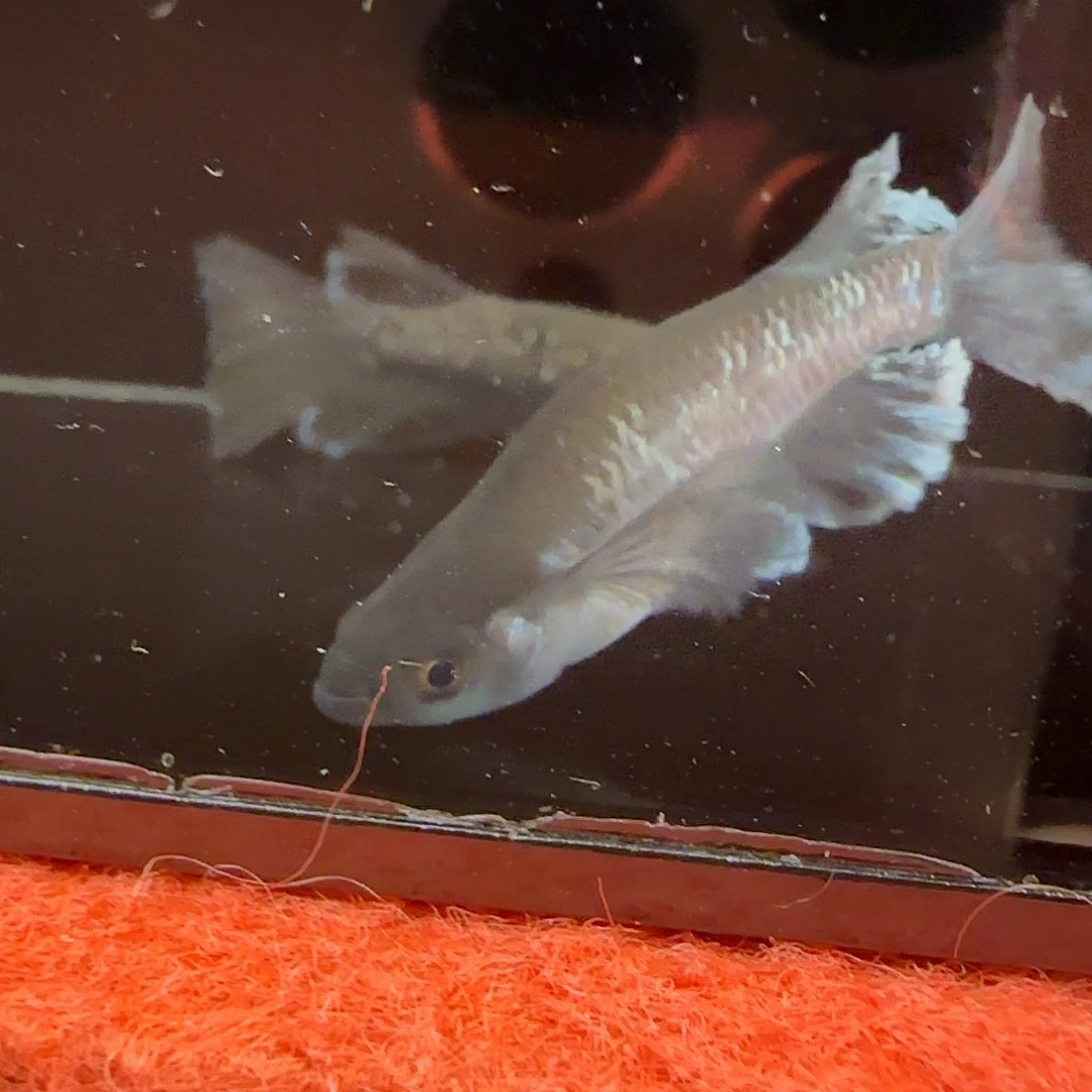 青鳉鱼真长鳍曜变天目12