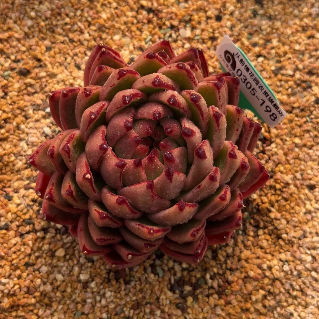 多肉一物一拍0304-198