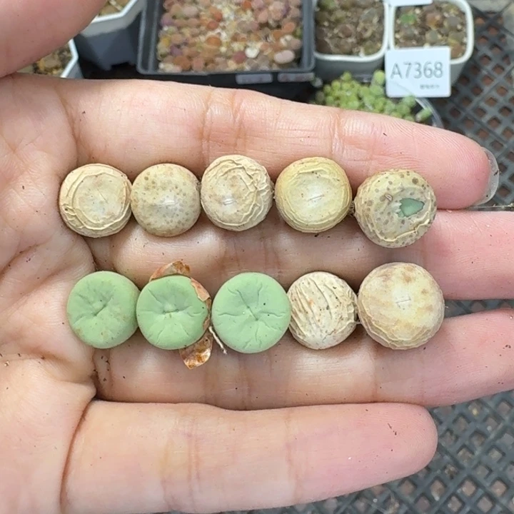 7369 生石花和肉锥