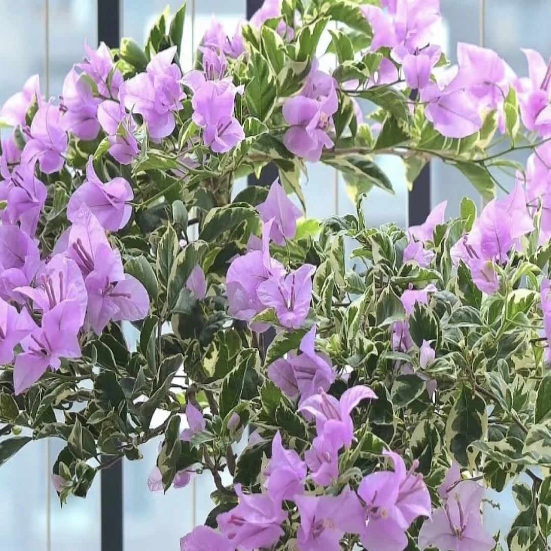 银边水仙紫·c花叶勤花四季开花三角梅爬藤